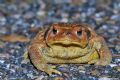 Bufo spinosus